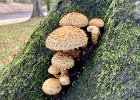 Helen Ensor - Shaggy Scallycap Fungi.jpg